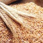 مصر بلدي 7770